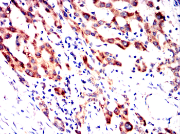 GHR Antibody