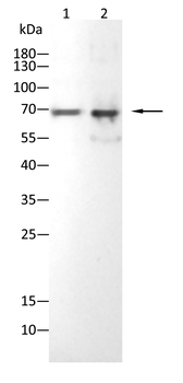 GHR Antibody