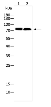 GHR Antibody