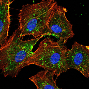 EIF4E Antibody