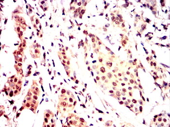 EIF4E Antibody