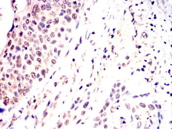 EIF4E Antibody
