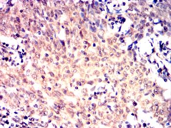EIF4E Antibody