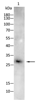 EIF4E Antibody