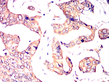 CCL3 Antibody