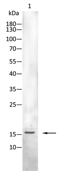 CCL3 Antibody