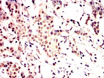 EEF2 Antibody