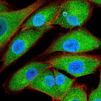 SYN1 Antibody