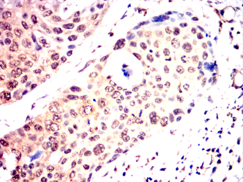 IRF7 Antibody