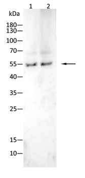 IRF7 Antibody