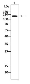 PDGFRA Antibody