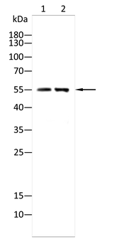 HDAC2 Antibody