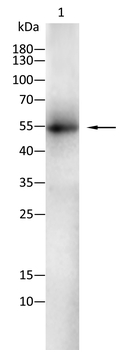HDAC2 Antibody
