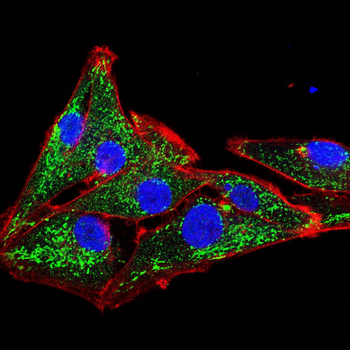 NT5E Antibody