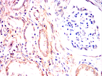 NT5E Antibody