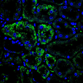 NT5E Antibody