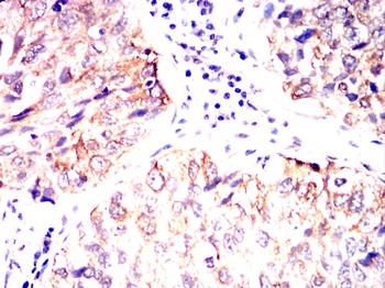 NT5E Antibody