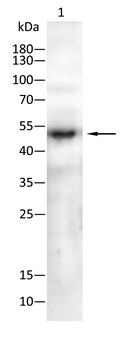 NT5E Antibody