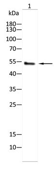 NT5E Antibody