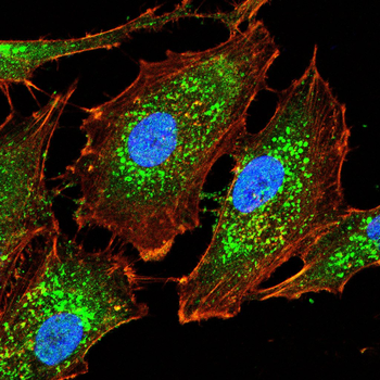 PIEZO1 Antibody