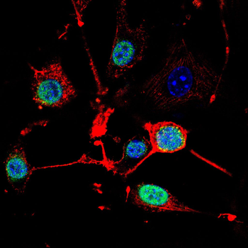 NRF1 Antibody