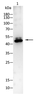 NRF1 Antibody