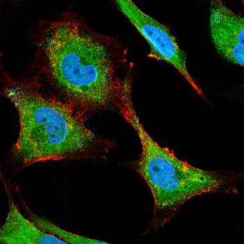CYP1A1 Antibody