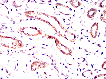 CYP1A1 Antibody