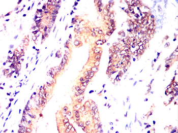 CYP1A1 Antibody