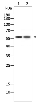 CYP1A1 Antibody