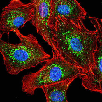 SKP1 Antibody