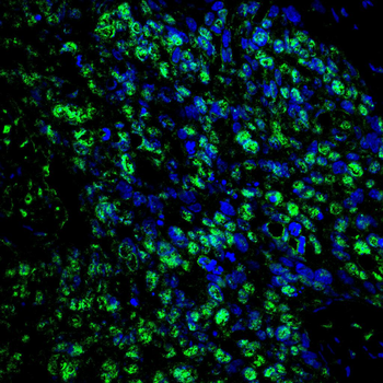 SKP1 Antibody