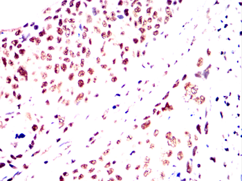 SKP1 Antibody