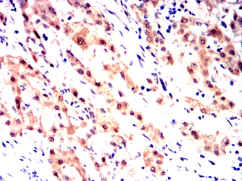 SKP1 Antibody
