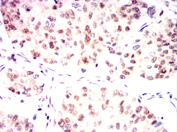 SKP1 Antibody