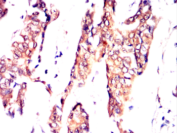 TNFRSF8 Antibody