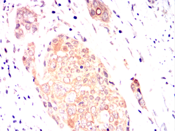TNFRSF8 Antibody