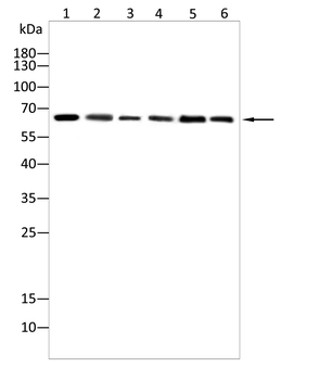 TNFRSF8 Antibody