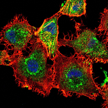 LRP5 Antibody