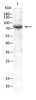 RPS6KA3 Antibody