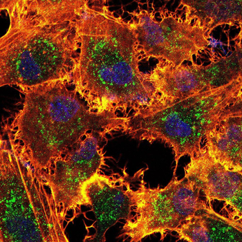 CBFA2T3 Antibody