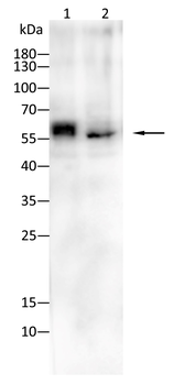 CBFA2T3 Antibody