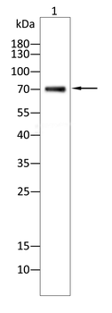CBFA2T3 Antibody
