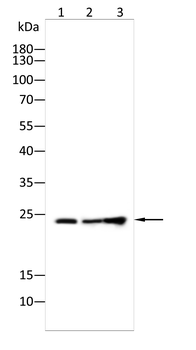 RAB21 Antibody