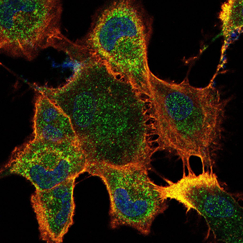 HLA-G Antibody