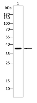 HLA-G Antibody