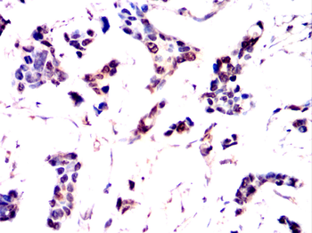SUMO2 Antibody