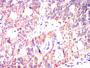 MYB Antibody