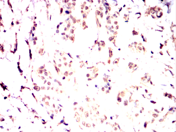 MYB Antibody