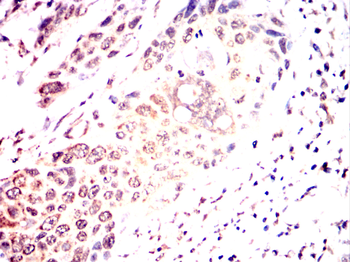 MYB Antibody
